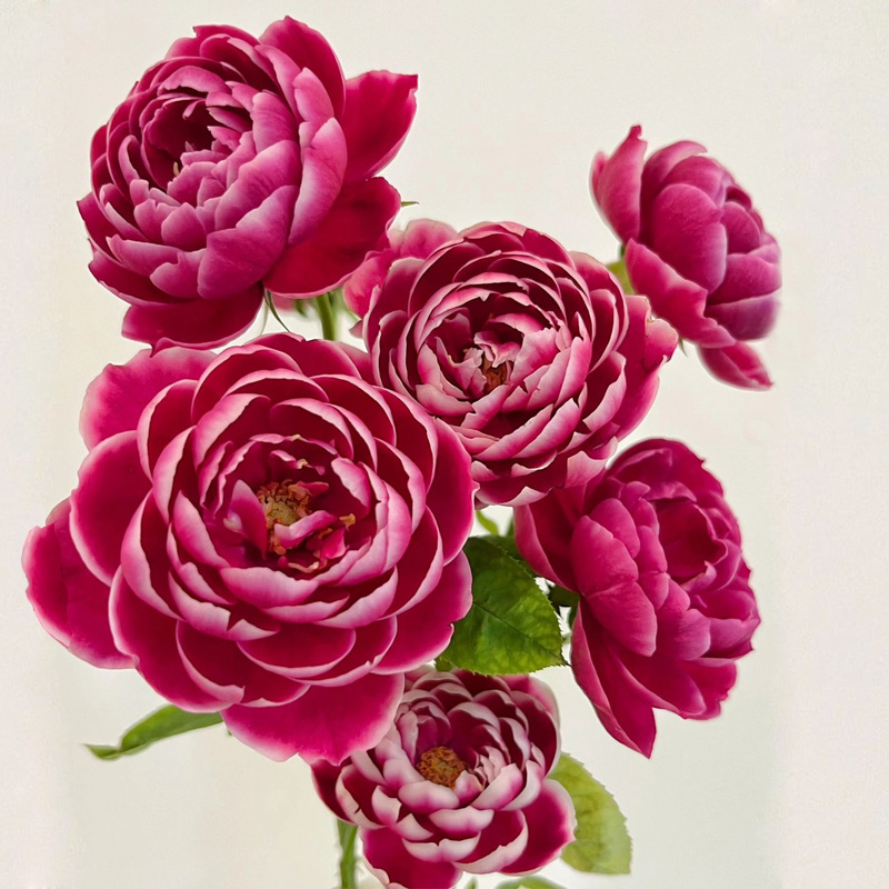 日本特大花玫瑰，香气四溢，让你成为花园中最亮眼的那朵花！

